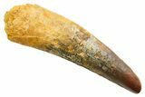 Fossil Spinosaurus Tooth - Feeding Worn Tooth #364230-1
